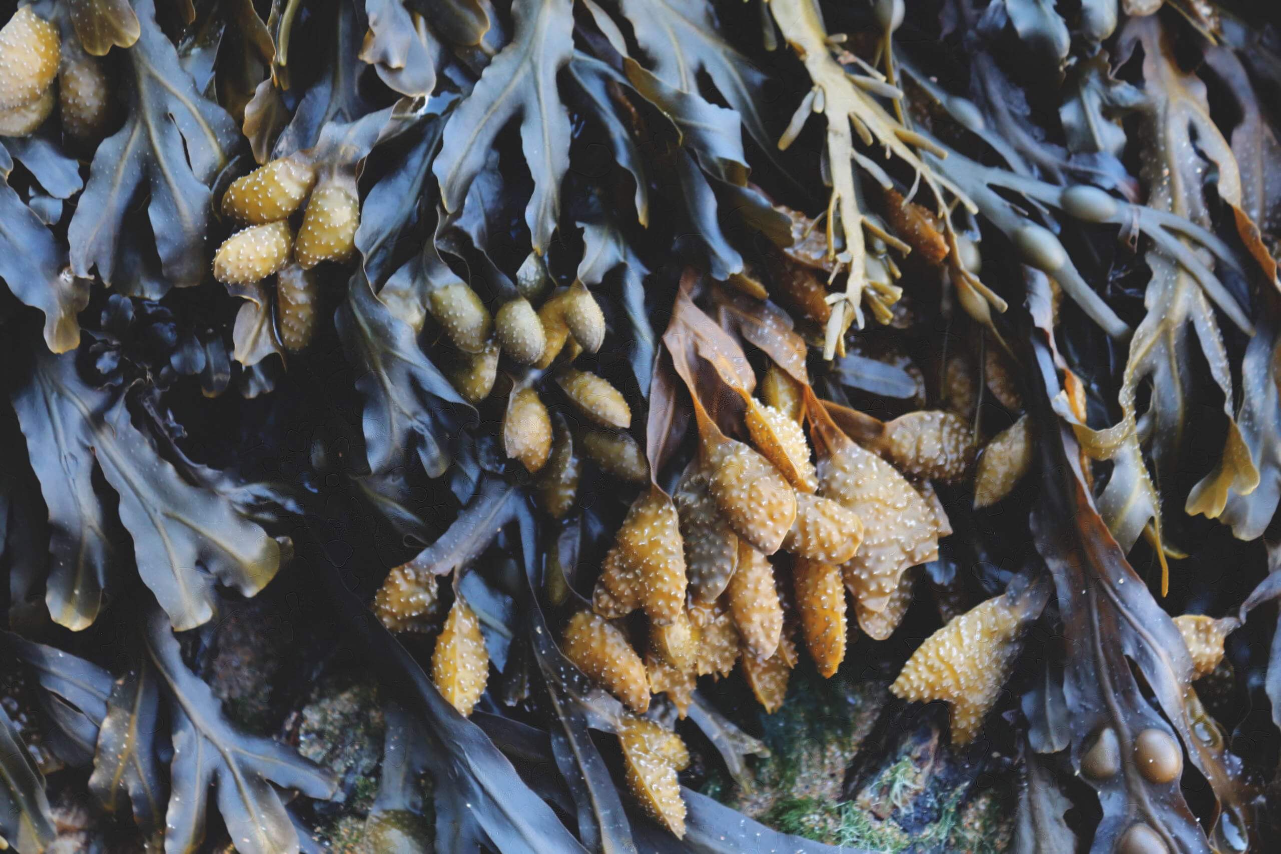 algues et bienfaits, naturopathie Toulouse